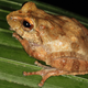 Illustration for article titled Scientists find 8 impossibly adorable new frogs in a single forest